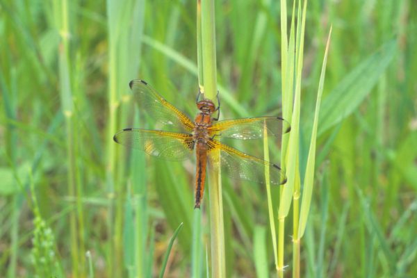 Mit 47 nachgewiesenen Arten gehört das Juntersdorfer Teichgebiet zu den besten Libellenbiotopen im Land (Foto: „Spitzenfleck“)