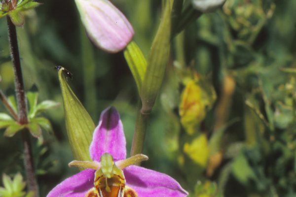 Die Bienenragwurz – eine seltene Kostbarkeit in Zülpicher Naturschutzgebieten